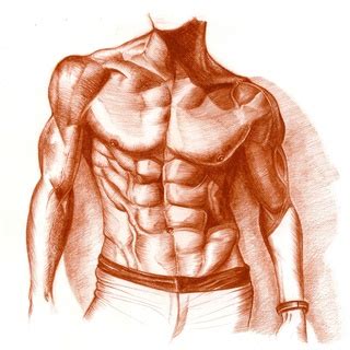 There are around 650 skeletal muscles within the typical human body. Muscular Man Drawing at GetDrawings | Free download