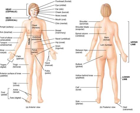 Learn these parts of body names to increase your vocabulary words in english. Human Body Anatomy with Label - coordstudenti