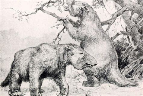 Its claws were up to 50 centimeters 19 1/2 inches long, about the size of a man's forearm. Giant Ground Sloth (Megatherium) Facts, Habitat, Diet ...