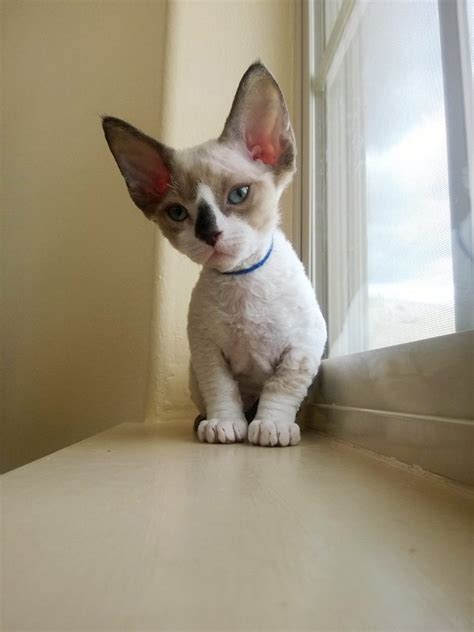 Don't miss what's birman bombay british shorthair burmese chartreux cornish rex devon rex. Devon Rex Cats kitten for sale - Puppies for Sale, Dogs ...