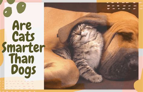 Maybe you would like to learn more about one of these? Are Cats Smarter Than Dogs? | OliveKnows