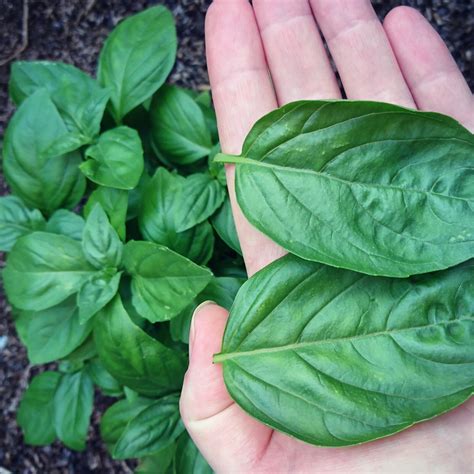 Basil leaves are large, somewhat delicate, and have a smooth texture marked with a series of veins and they are the prime part of the plant used in cooking. Basil- Lettuce Leaf seeds | TheSeedCollection