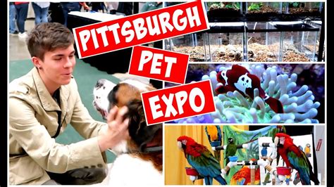 Trade shows, expos, and exhibitions in pittsburgh. Pittsburgh Pet & Reptile Expo Vlog! (I got a snake ...