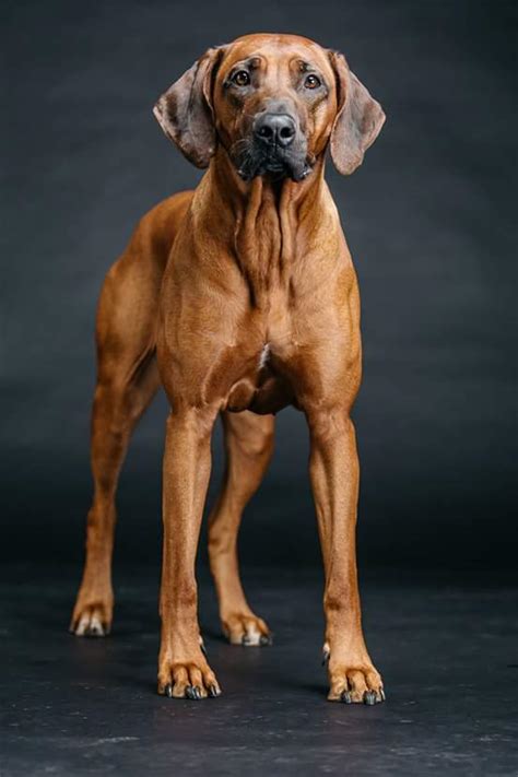 Für einen reinrassigen welpen zahlt ihr hier zwischen 1.500€ und 2.000€. Dunkle, knochenstarke Rhodesian Ridgeback Welpen ...