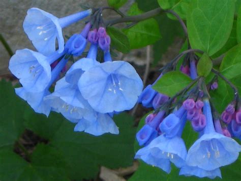 Find out why virginia is for lovers. Wildflower Tales-Virginia Bluebell | Gardens Eye View