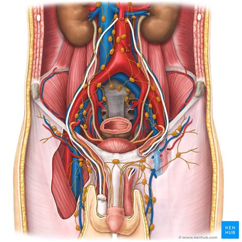 Abdomen female real human anatomy. Lower Abdomen Anatomy Male