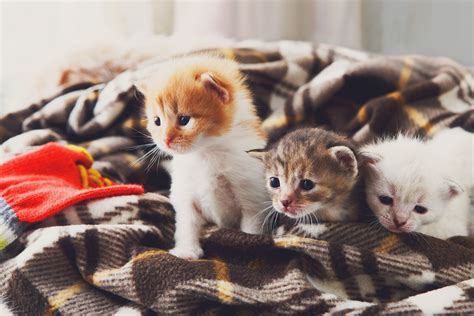 See more ideas about cat care, cat site, cats. Δέκα πραγματικά αξιολάτρευτες φωτογραφίες με μικρά ...