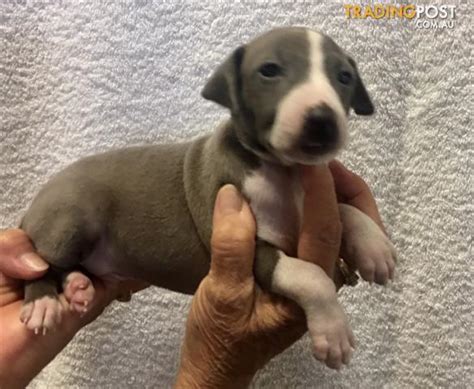 You can start selling your pups within a few minutes for a small monthly fee. PREMIUM-PURE-BREED-ITALIAN-GREYHOUND-PUPPIES-from ...