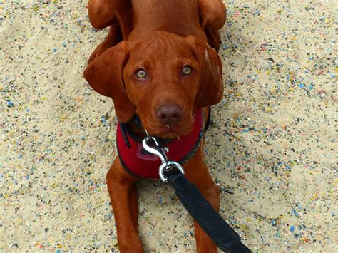 Vizsla puppies for sale, vizsla dogs for adoption and vizsla dog breeders. Prince - Hungarian Vizsla Puppy - 2 Week Residential Dog ...