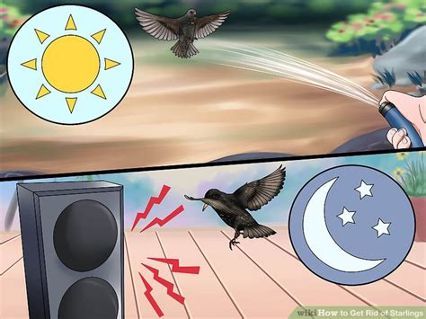 How to keep grackles away from the swimming pool? 4 Ways to Get Rid of Starlings - wikiHow
