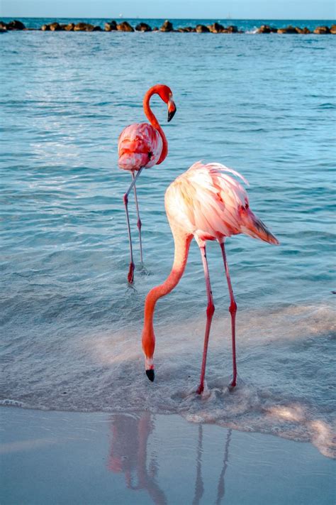 Flamingo Beach: The Ultimate Guide to Visiting Aruba's Famous Attraction