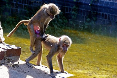 De primaten (primates) of opperdieren vormen een orde van de zoogdieren, waartoe apen (waaronder de mens) en halfapen behoren. Primaten Fotos - Tier-fotos.eu