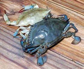 Sesuai dimasak ikut cita rasa anda sendiri! Ketam Lembut di Kuala Gula, Taiping | Coretan Anuar