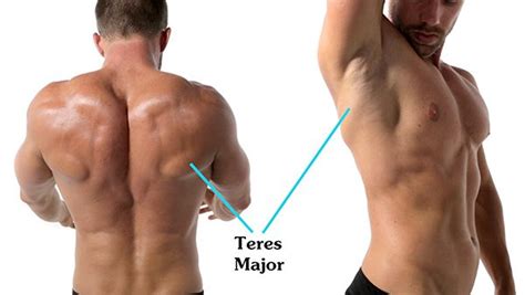 Last week i took a three day workshop on the anatomy of the torso with instructor robert liberace. Introduction to Human Anatomy for Artists | Proko