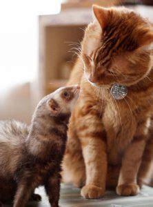Yes, ferrets can get along with cats and dogs, but only after supervised introductions, and continued supervision in future. Do Ferrets Get Along With Cats - Ferret Lovers