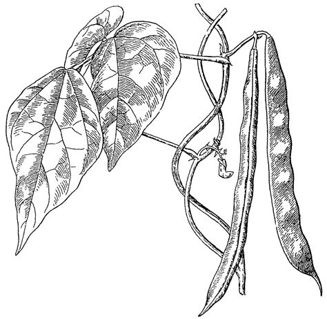 Search through 623,989 free printable. Muscular System Coloring Pages at GetColorings.com | Free ...