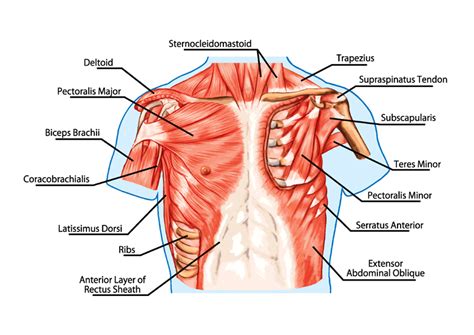 Diagrams showing the general organisation of the thorax with the pleural cavity and lobule: Chest muscles - compedium