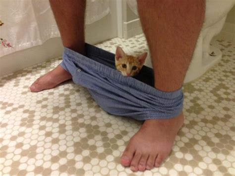 The smartphone has replaced the newspaper and/or magazine as the #1 thing being taken into the bathroom. 10+ Funny Cats That Love To Hang Out In Your Underwear ...