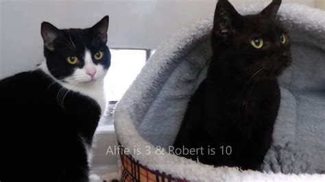 We did not find results for: Cats Protection Derby AC Alfie & Robert - YouTube