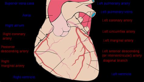 14+ heart arteries diagram labeled. Arteries And Veins Diagram - exatin.info