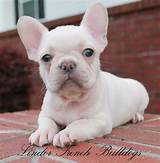 Why do french bulldogs cost so much? Fully Grown French Bulldog Blue And Tan