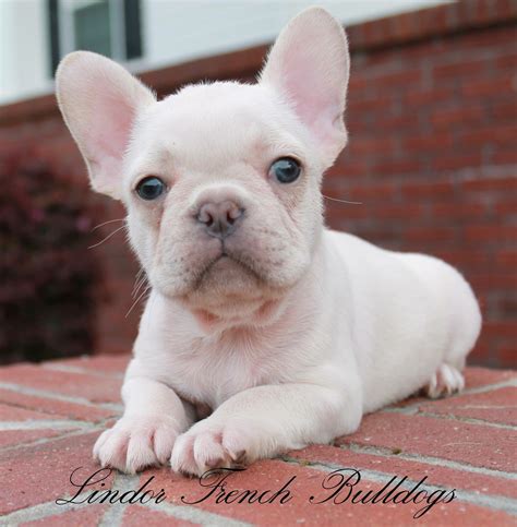 Why do french bulldogs cost so much? Fully Grown French Bulldog Blue And Tan