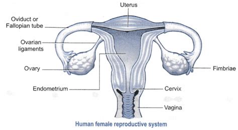 Back, surface anatomy, human body shapes, anterior view, parts of human body, general anatomy. Draw a labelled diagram of a human female reproductive ...