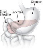 If signs are present, they often include not eating, vomiting, abdominal pain, jaundice, or hair loss. Pancreatic Cancer Guide: Causes, Symptoms and Treatment ...