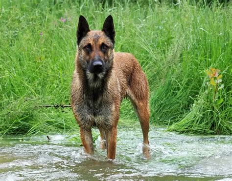 This dog used to live a wild life, but in recent years people have tried to domesticate it and they are close to fully succeeding. Best Dog Breed For Wilderness Survival