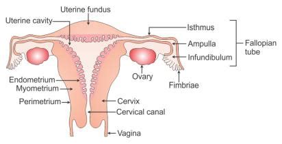 To preview or purchase, click here: draw a labelled diagram of the reproductive system in a ...