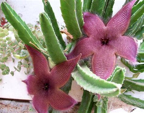 Fiore viola a forma di campana del piccolo fiore. Stapelia - Apocynaceae - Come curare, coltivare e far ...