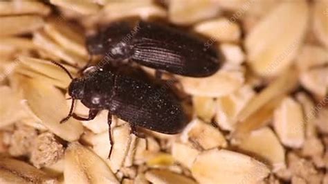 Once inside, beetles will find a dark, cozy and small area to inhabit. Yellow mealworm beetle infestation - Stock Video Clip ...