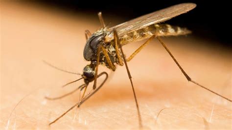 West nile virus is a disease that is spread to humans through mosquito bites. Virusul West Nile, confirmat la o femeie din Văcăreni ...