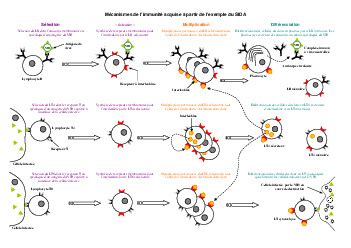 Schéma bilan - Mécanismes de l’immunité acquise à partir de l’exemple ...