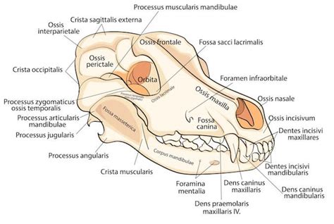 Head's up on dog parts. A Visual Guide to Dog Anatomy (Muscle, Organ & Skeletal ...