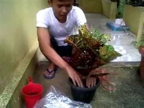 Cara menanam selada di polybag. Macam Macam Tanaman Sikas : This is My Zone...!!!: MACAM ...