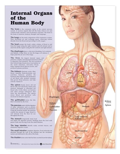 Here presented 63+ human organs drawing images for free to download, print or share. Internal Organs Of The Human Body Laminated Anatomical Chart | Human body organs, Human body ...