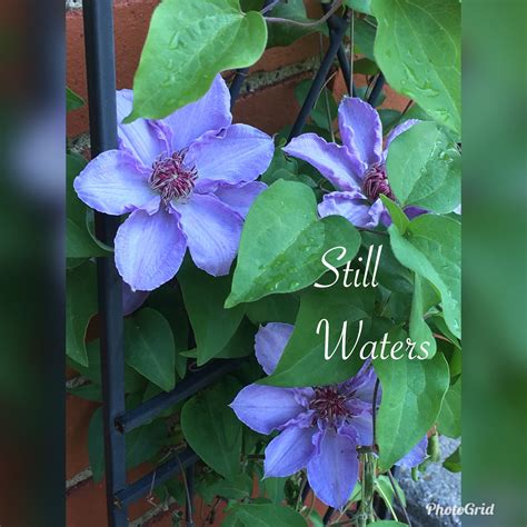 Table of contents what is eating my clematis petals? Clematis Still Waters | Clematis, My flower, Flowers