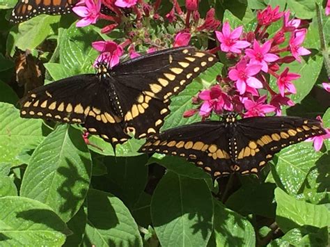 Beautiful Monarch Butterfly Migration in Santa Barbara