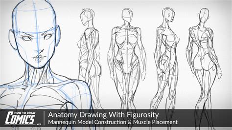Aaron blaise's video course on drawing human anatomy is robust and comprehensive. Anatomy Drawing With Figurosity | Muscle Placement