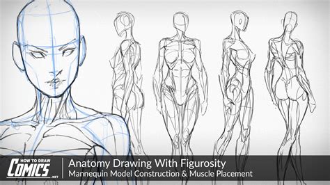 The superficial back muscles are the muscles found just under the skin. Anatomy Drawing With Figurosity | Muscle Placement