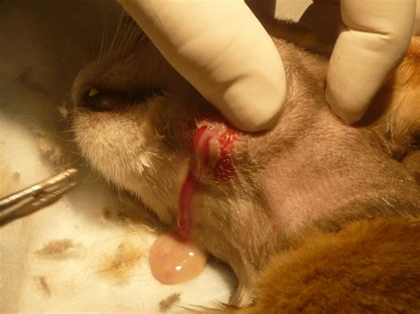 How to treat a cat bite. Cat Bite Abscess - Northwest PA Pet Emergency Center 429 ...