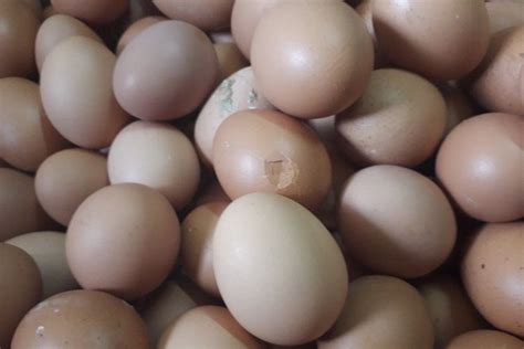 Abang teloq grade a telur harga : Harga Telur Tinggi, Telur Retak Pun Dicari