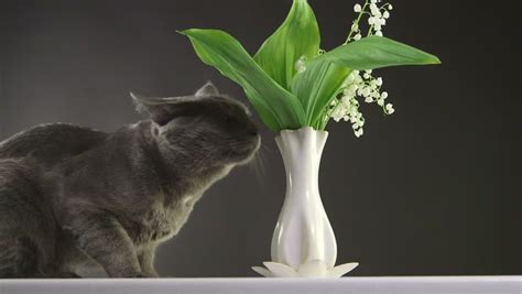 Dec 02, 2020 · although there are many types of plants that can be toxic to cats, most may actually be found in or around the home. Cat Trying to Eat Lily Stock Footage Video (100% Royalty ...