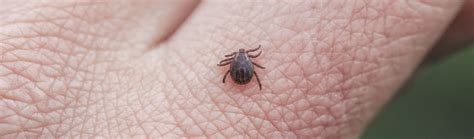 While we may not be able to roll back the global warming trend that is making pest season longer in some parts of the country, there are easier, softer ways to treat. Should I Treat My Lawn for Fleas and Ticks at My ...