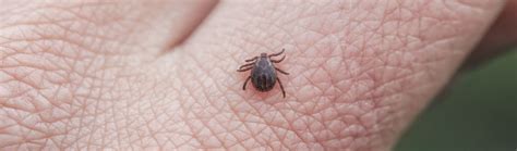 Pest control of fleas can be a daunting task, especially when you have multiple pets running around the house and yard. Should I Treat My Lawn for Fleas and Ticks at My ...