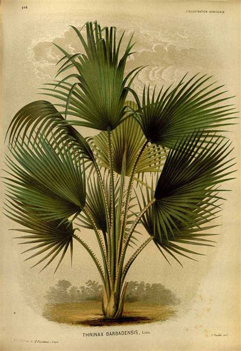 Good availability and great rates. Coccothrinax barbadensis - circa 1871 - Native to the ...