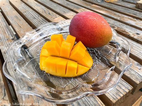 They originate from irwin mangoes, which came across from florida to be cultivated in japan's. Cancel Travel To Miyazaki and Get Free Mangos | Fukuoka Now