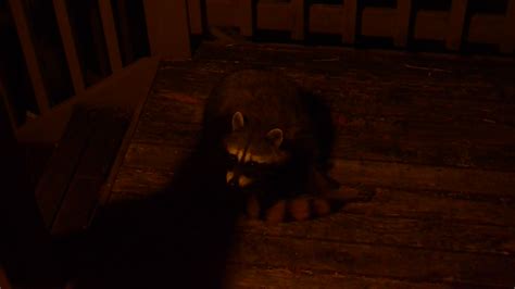 These two young raccoons actually smelled pet food through a ceiling screen, and fell through into the porch, where. There is a large raccoon on my porch. - Off-Topic - Giant Bomb