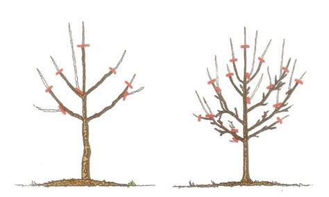 Wann ist der ideale zeitpunkt, deinen obstbaum zu pflanzen? Obstbaum schneiden - Lemurien-Lehrgarten | Obstbäume ...